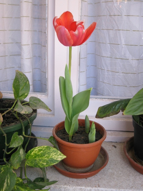 2007-03-24-tulipan.jpg