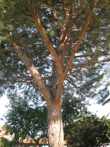 arbol-1.jpg